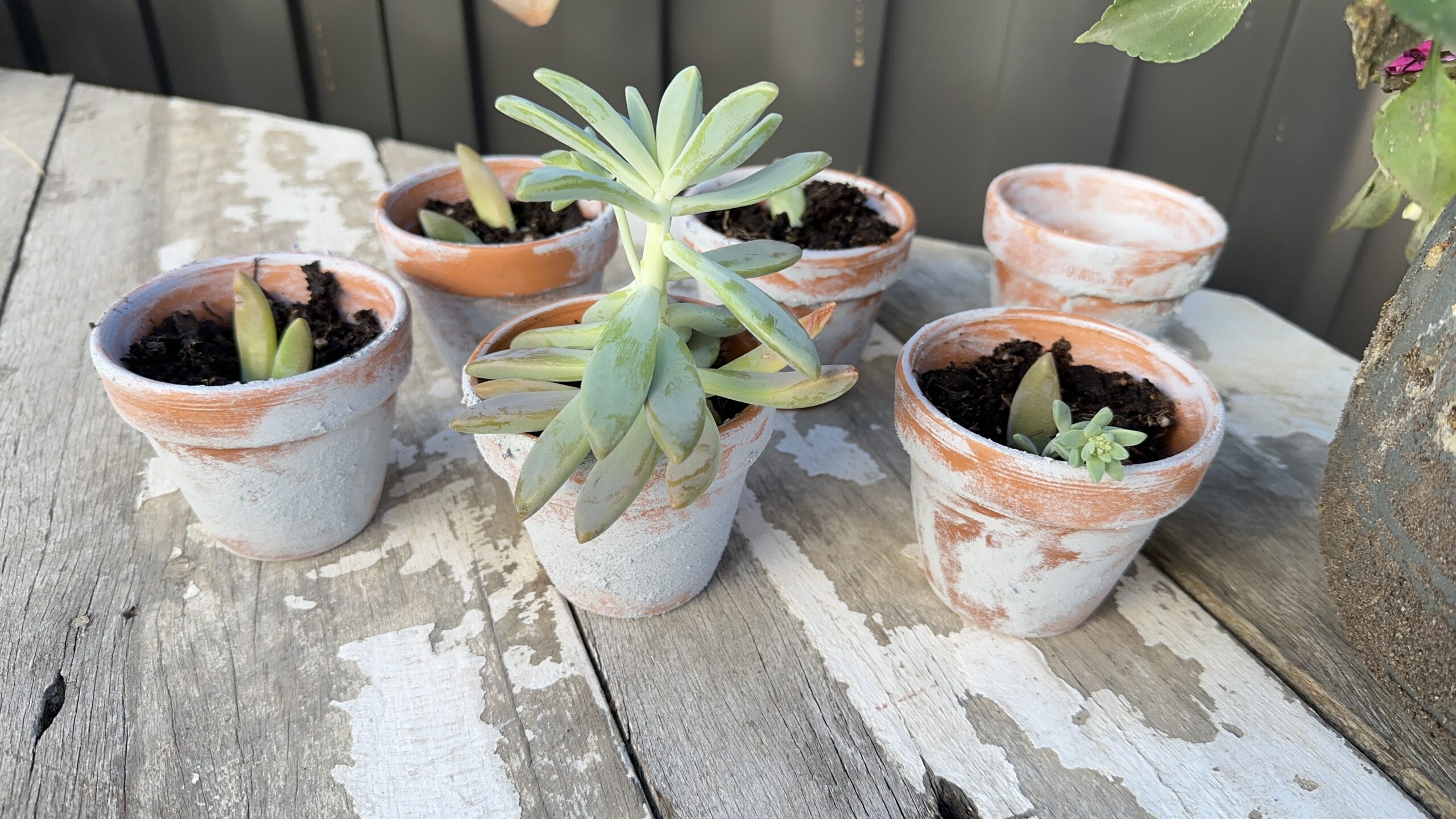 textured terracotta pots